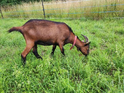 Bild 2:2 Pinzgauer Ziegen