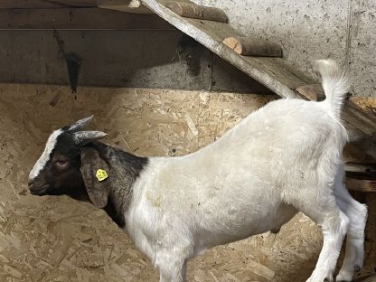 Burenziegenbock