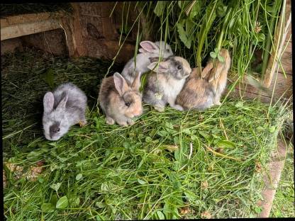 Bild 9:Zwergkaninchen zu verkaufen