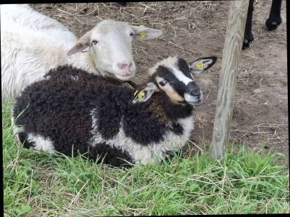 Bild 5:Krainer Steinschaf Jungwidder