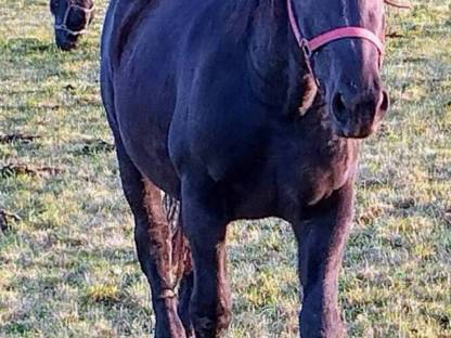 Bild 3:Noriker Stute Glücksstern