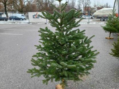 Bild 2:Pachtfläche für Christbaumkultur gesucht