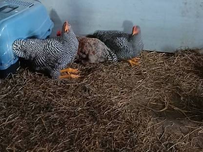 Bild 2:Verschiedene Gockel