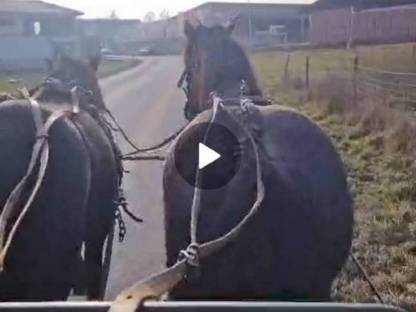 Bild 5:Noriker Gespann ein- und zweispännig