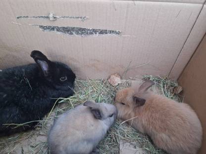 Kaninchen