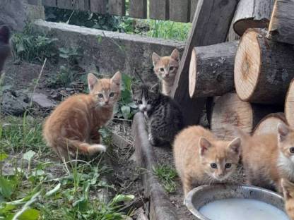 Babykatzen