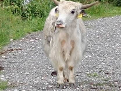Yak Rinder zu verkaufen