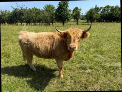 Bild 6:Highland-Rinder (Färsen), 1-5 Jahre, teils trächtig