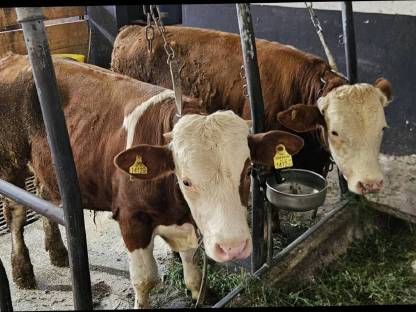 Einsteller, Stier