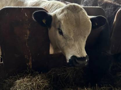 Bild 4:Galloway Zuchtstier