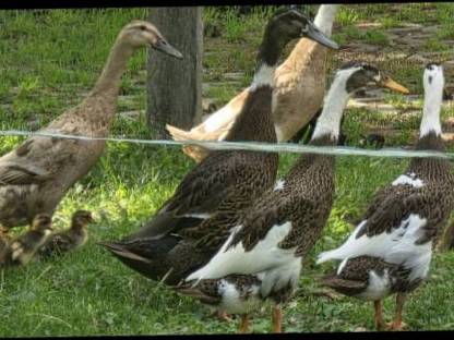 Enten