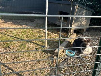 Bild 2:3 Goldschätze (Löwenköpfchen)