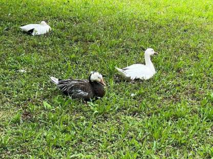 Bild 2:Atlantische Schneegans (Anser caerulescens atlanticus)