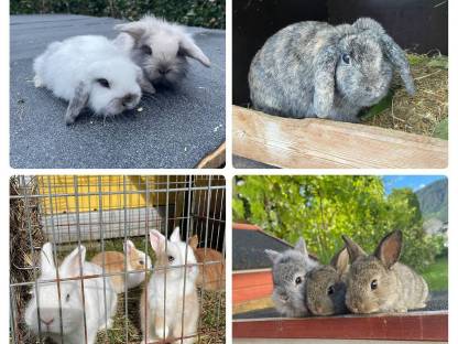 Bild 4:Zwergkaninchen