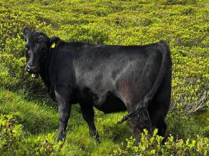 Bio Angus Kalbin
