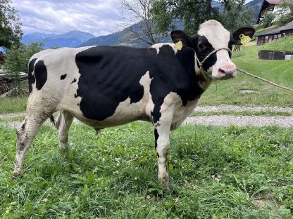 Zucht Stier
