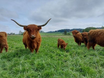 Schottische Hochlandrinder aus dem Waldviertel zu verkaufen