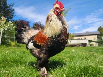 Bild 4:Junghähne aus Naturbrut zu verschenken