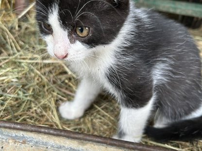 Bild 6:Bauernhof - Katzen