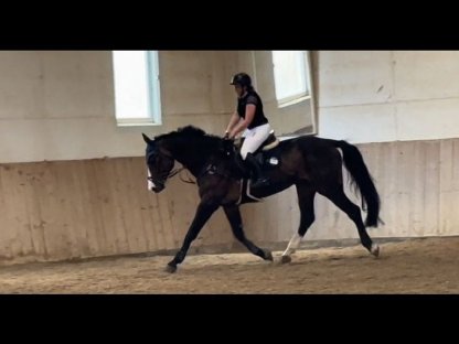 Bild 2:Schöner Wallach zu verkaufen