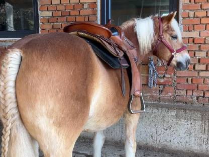 Bild 3:Reitunterricht/Bodenarbeitseinheiten