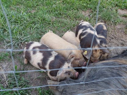 Bild 5:Kunekune-Ferkel von Zuchttieren