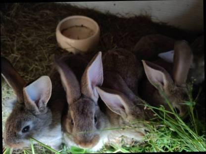 Bild 3:Fleischhasen Blaue Wiener x Gelber Riese