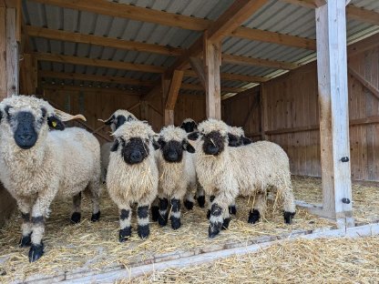 Verkaufe Walliser Schwarznasen Widder