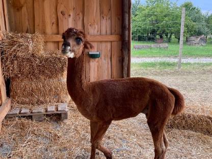 Bild 4:Alpaka Junghengst