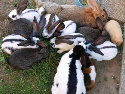 Kaninchen