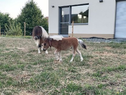 Bild 4:Minishetland Fohlen - Milo