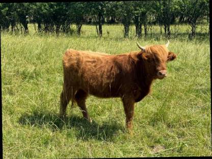 Bild 3:Highland-Rinder (Färsen), 1-5 Jahre, teils trächtig