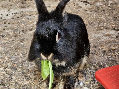 Bild 4:Zwergkaninchen zu verschenken