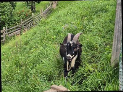 Bild 3:Zwergziegenböcke