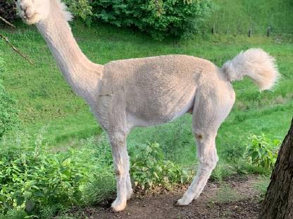 Bild 2:Alpakahengst