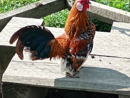 Bantam gold porzellanfarbig