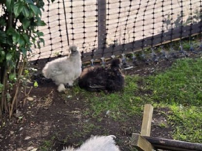 Bild 5:Seidenhühner