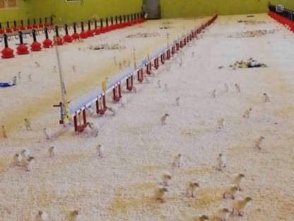 Bild 3:Geflügel Aufstallung