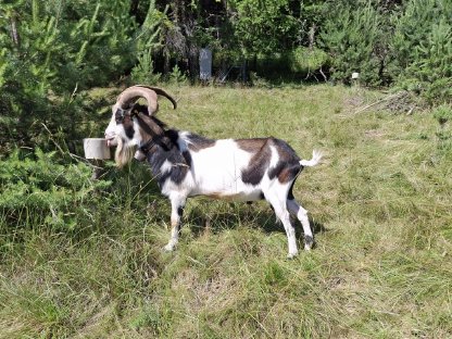 Tauernscheckenbock