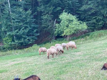 Bild 3:Coburger Fuchsschaf