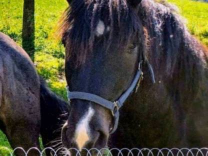 Bild 2:Hengst Wallach