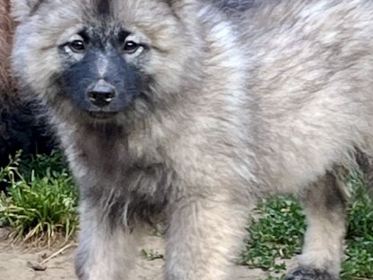 Wolfs-/Großspitz Welpen