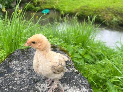 Bild 2:Federfüßiger Zwerghahn