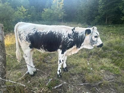 BIO Pustertaler Sprinzen