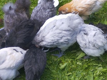 Bild 5:Orpingtons, Araucaner, Seidis