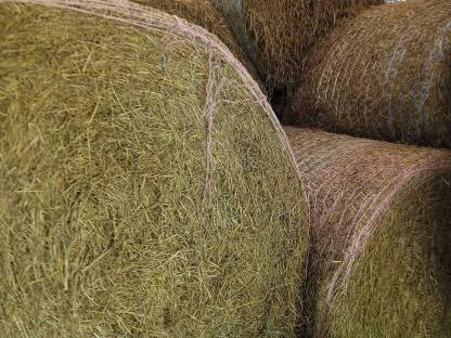 Bild 2:Heu 2. Schnitt 2024