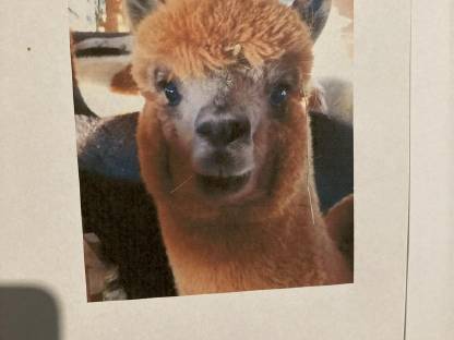 Bild 4:Alpaka Hengst Jasper