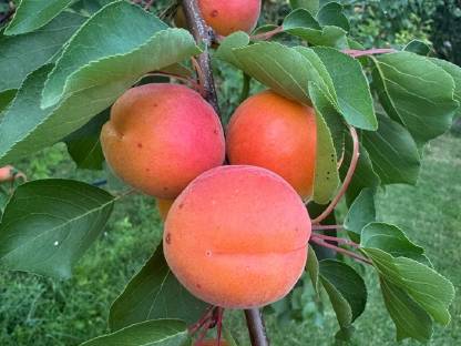 Marillenmaische aus Kittsee, Ungarische Beste