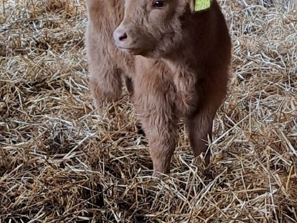 Bild 3:Kleine dunfarbe Hochlandrind Kuh mit Stierkalb zum verkaufen