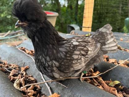 Bild 3:Rassehühner: Zwerg-Cochin, Zwerg-Wyandotten